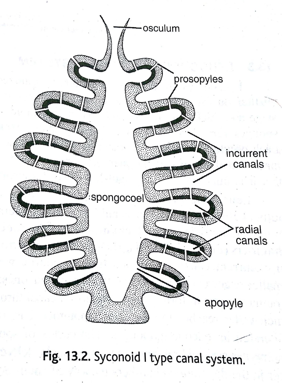 Canal system in Sponges