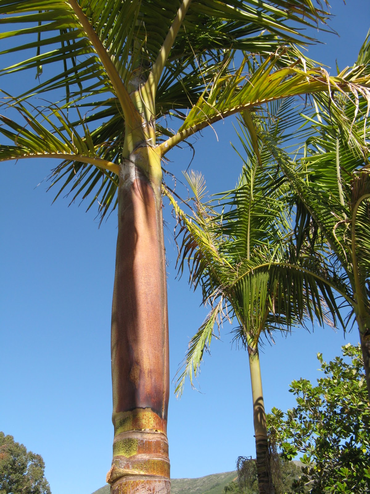 Trees of Santa Cruz County Syagrus romanzoffiana Queen Palm