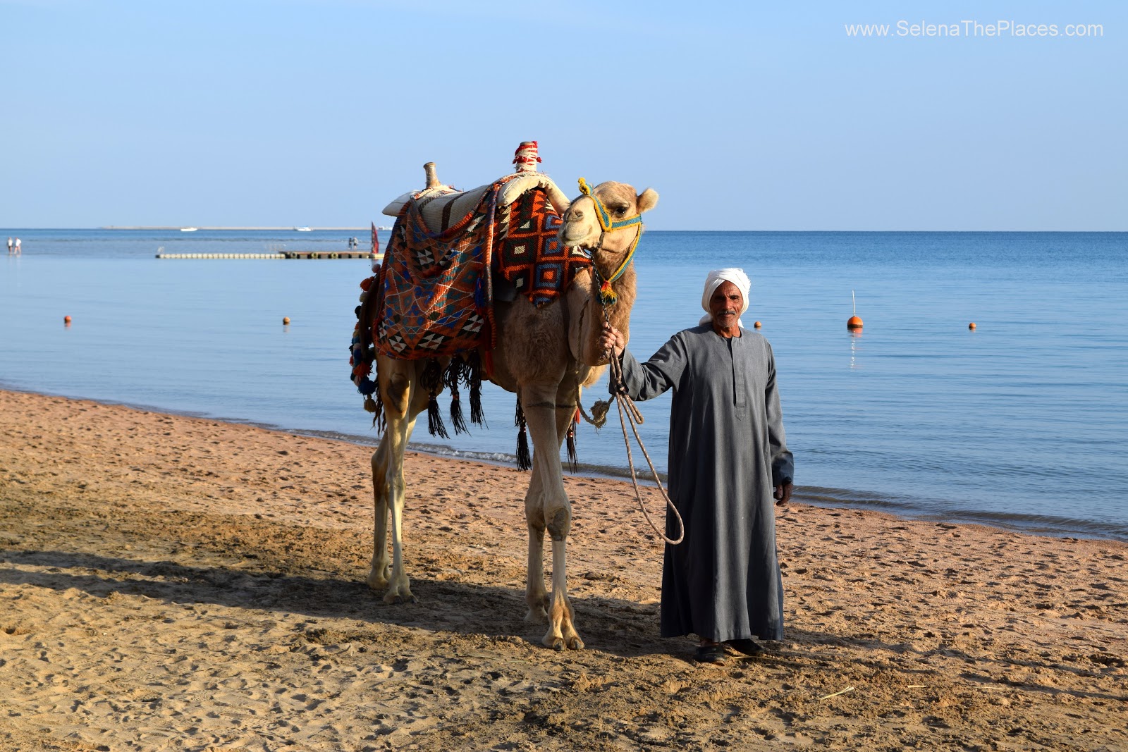 Casanova the Camel, Hurghada Egypt