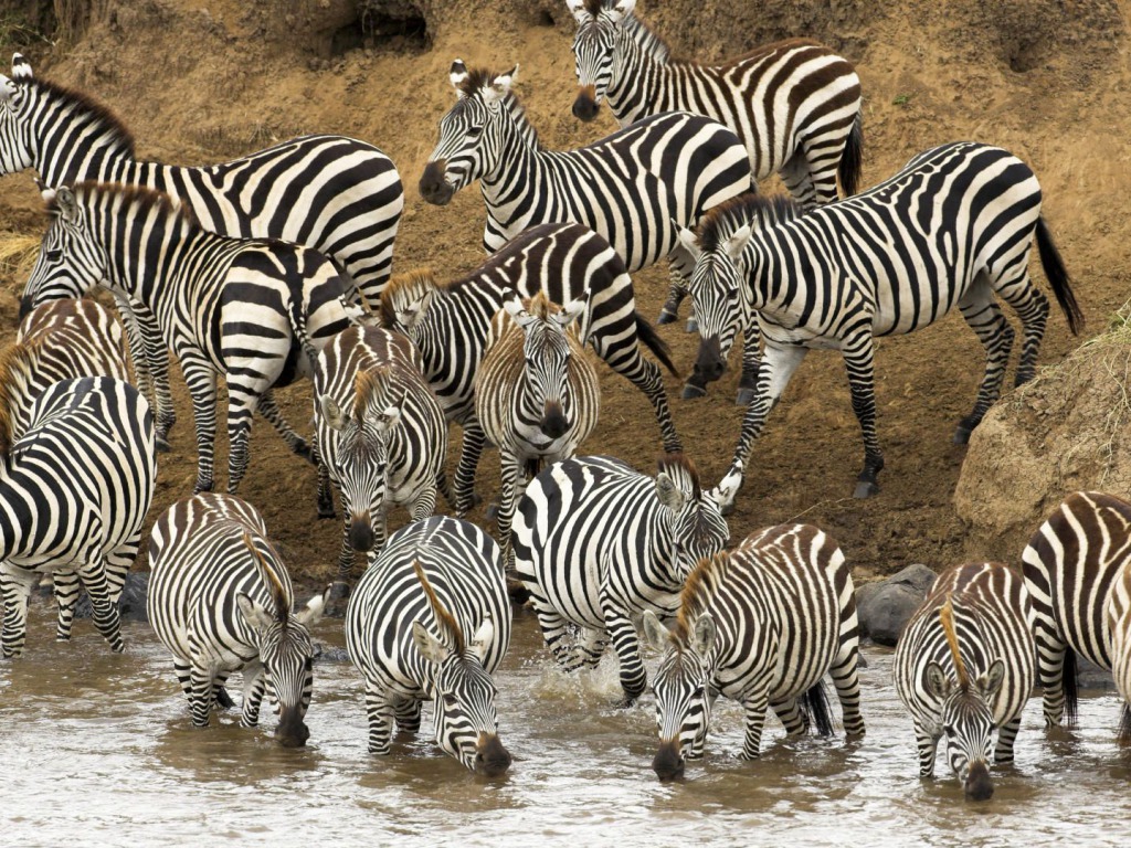 Beautiful Wallpapers: zebra rare pictures collection