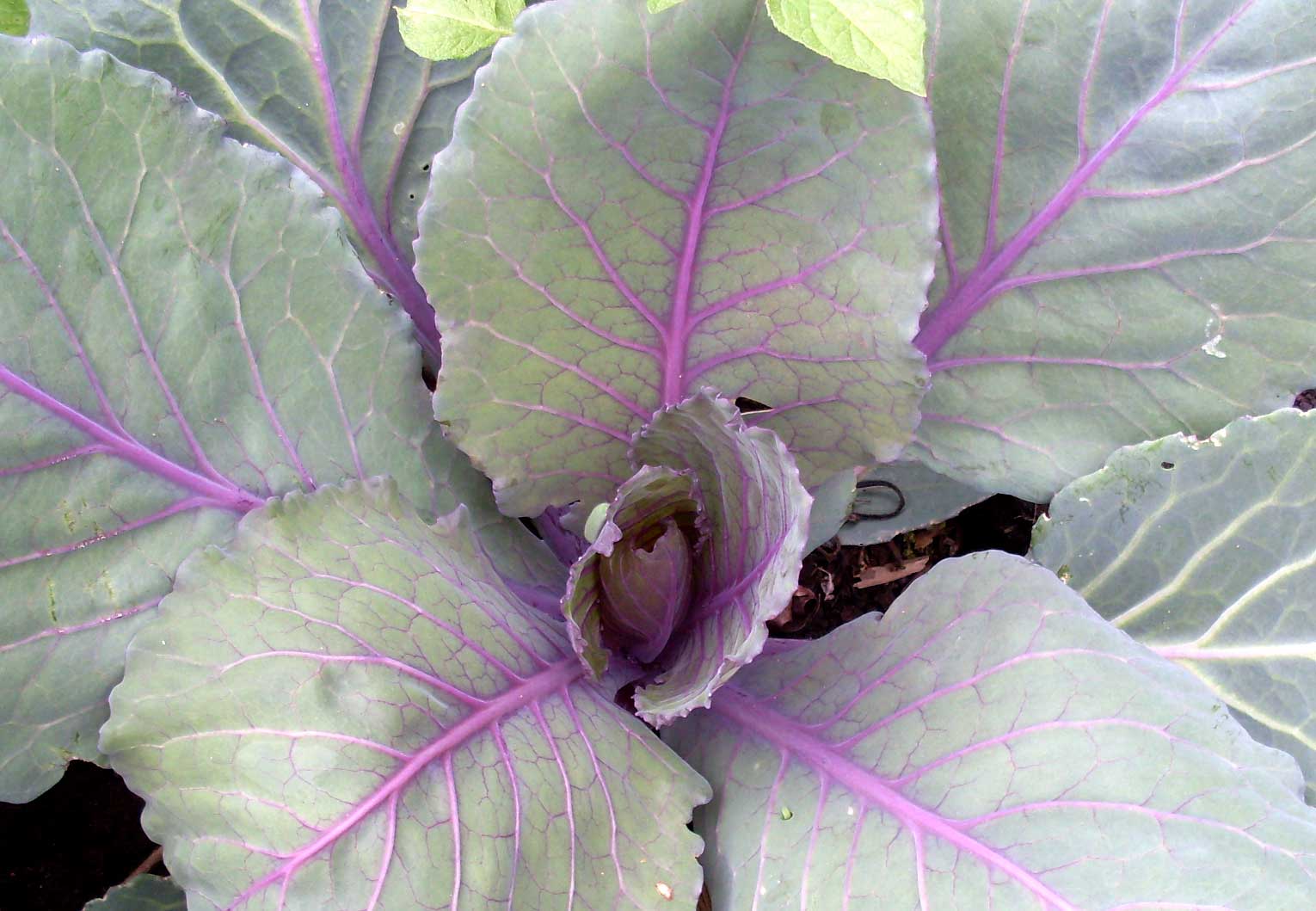 Gardening In Slippers Red Cabbage