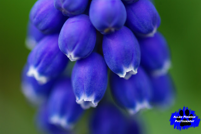 "Grape Hyacinth"  (C) Allen Pearson Photography