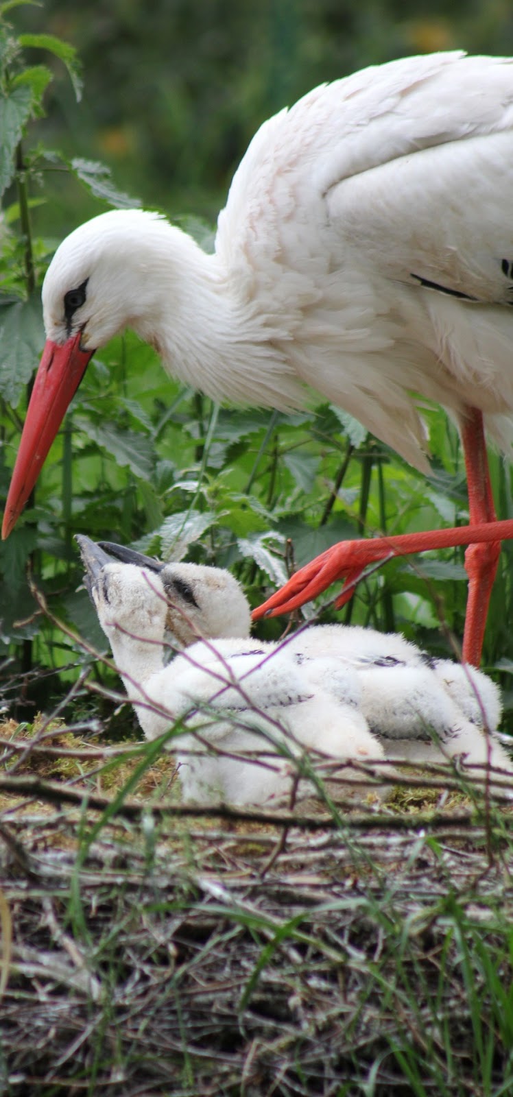 A white stork with it's young.