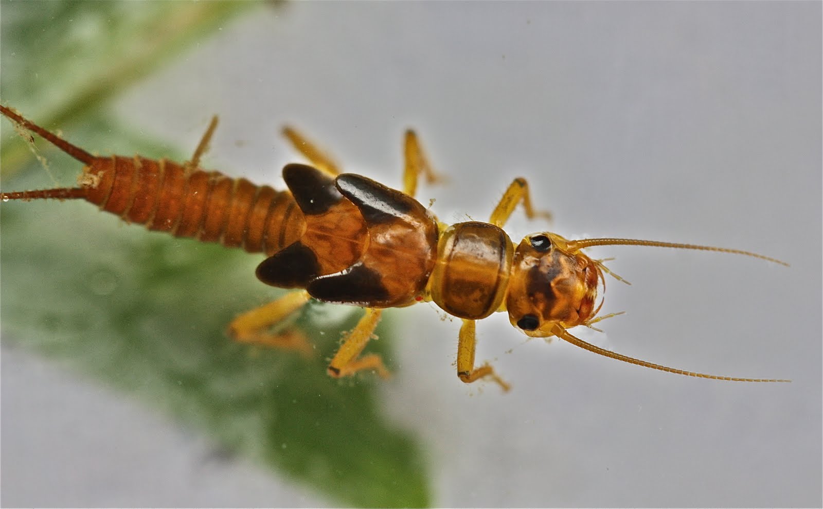 Aquatic Insects of Central Virginia: Maturation of