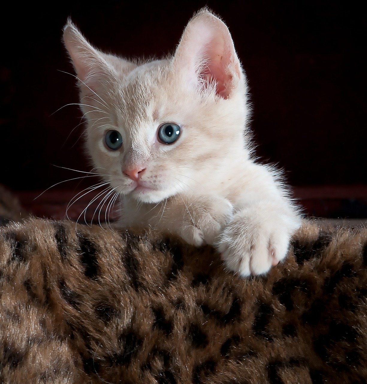 Gambar Kucing Comel Dan Manja (Anak Kucing Lucu dan Paling Cute Sangat