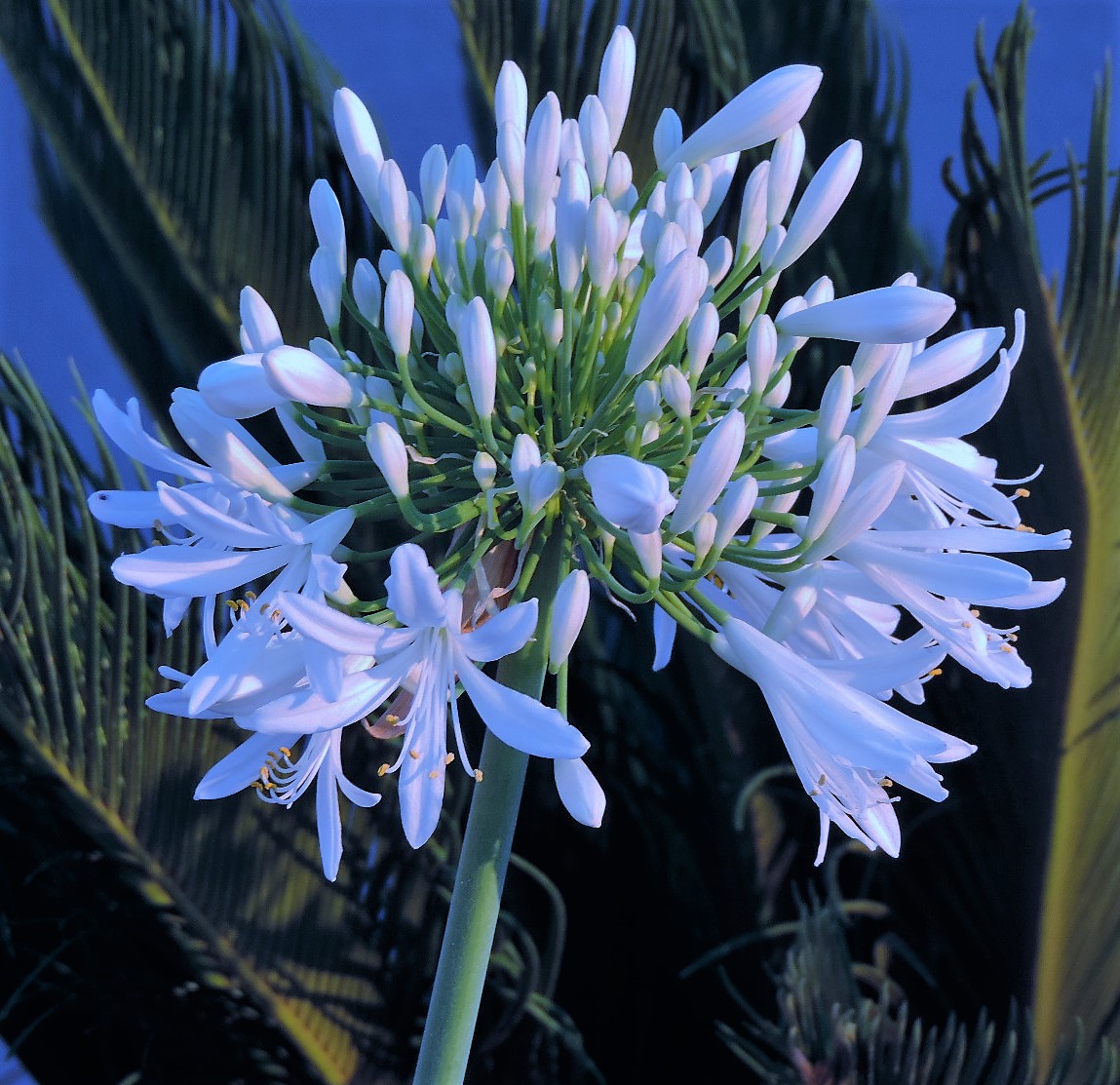 Dun Giljan's Blog Flowers from Malta part 3