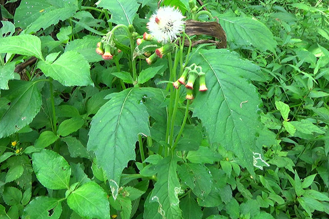 Dlium Redflower ragleaf (Crassocephalum crepidioides)