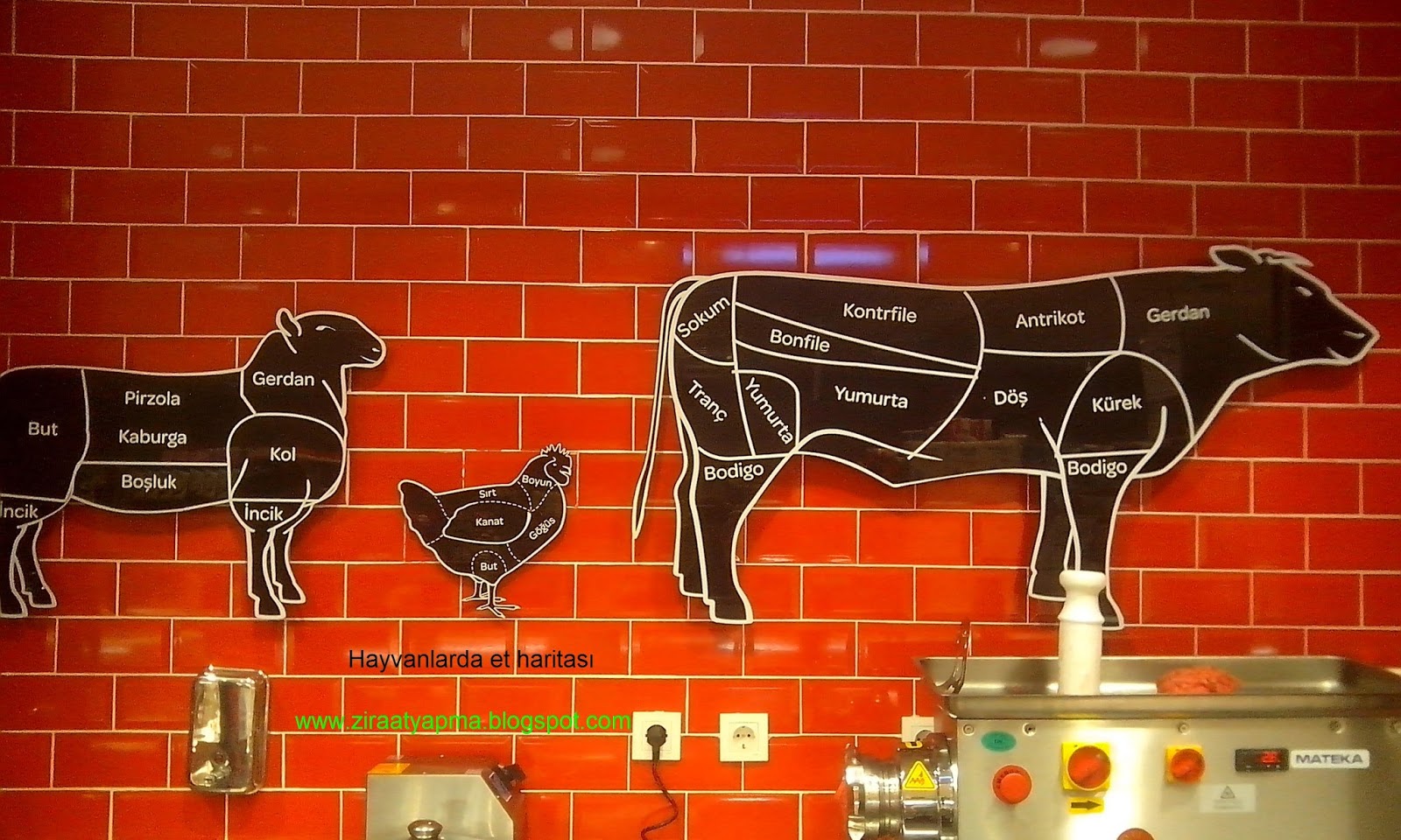 Tarım Siteniz Hayvanlarda Et Haritaları,kısımları ve kullanma şekilleri