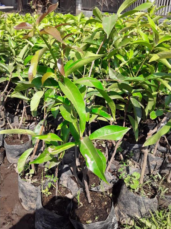 bibit jambu jamaika Sumatra Barat