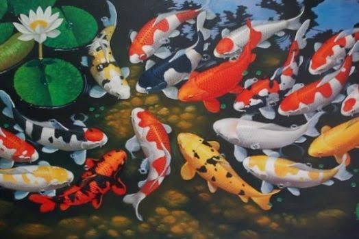 Get to Know the Beauty of the Famous expensive Koi Fish Get to Know the Beauty of the Famous expensive Koi Fish