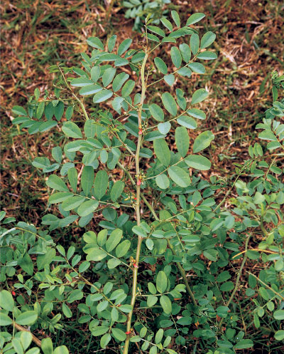 அவுரி இலை பதினெட்டு வகையான நச்சுக்களை முறிக்கும் ஆற்றல் கொண்டது ! 15 avuri%2Bleaf