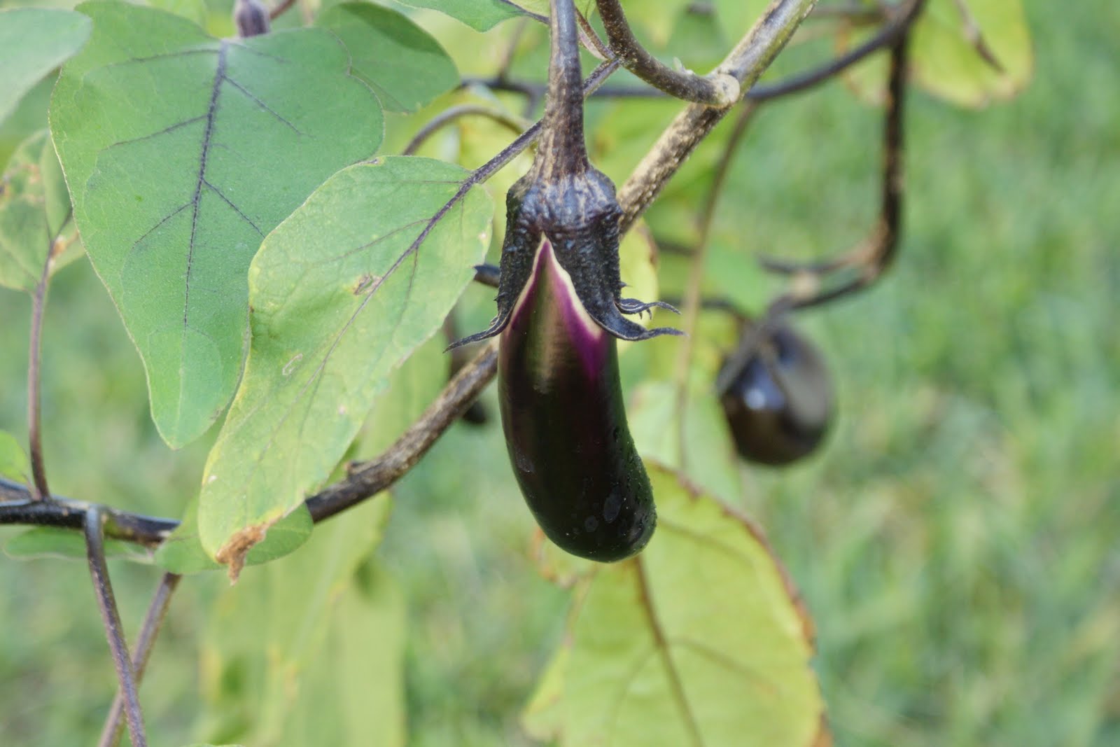 Backyard Urban Gardening Grow Your Own Food Eggplant Recipe with