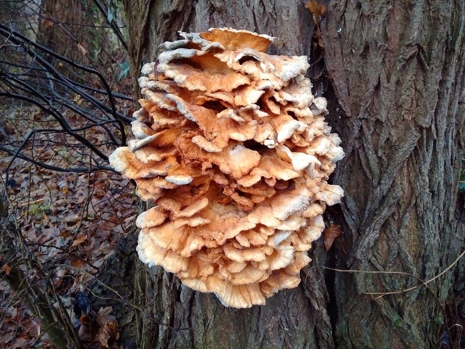 justthoughtsnstuff willow walk, intricate fungus, quiet oxford