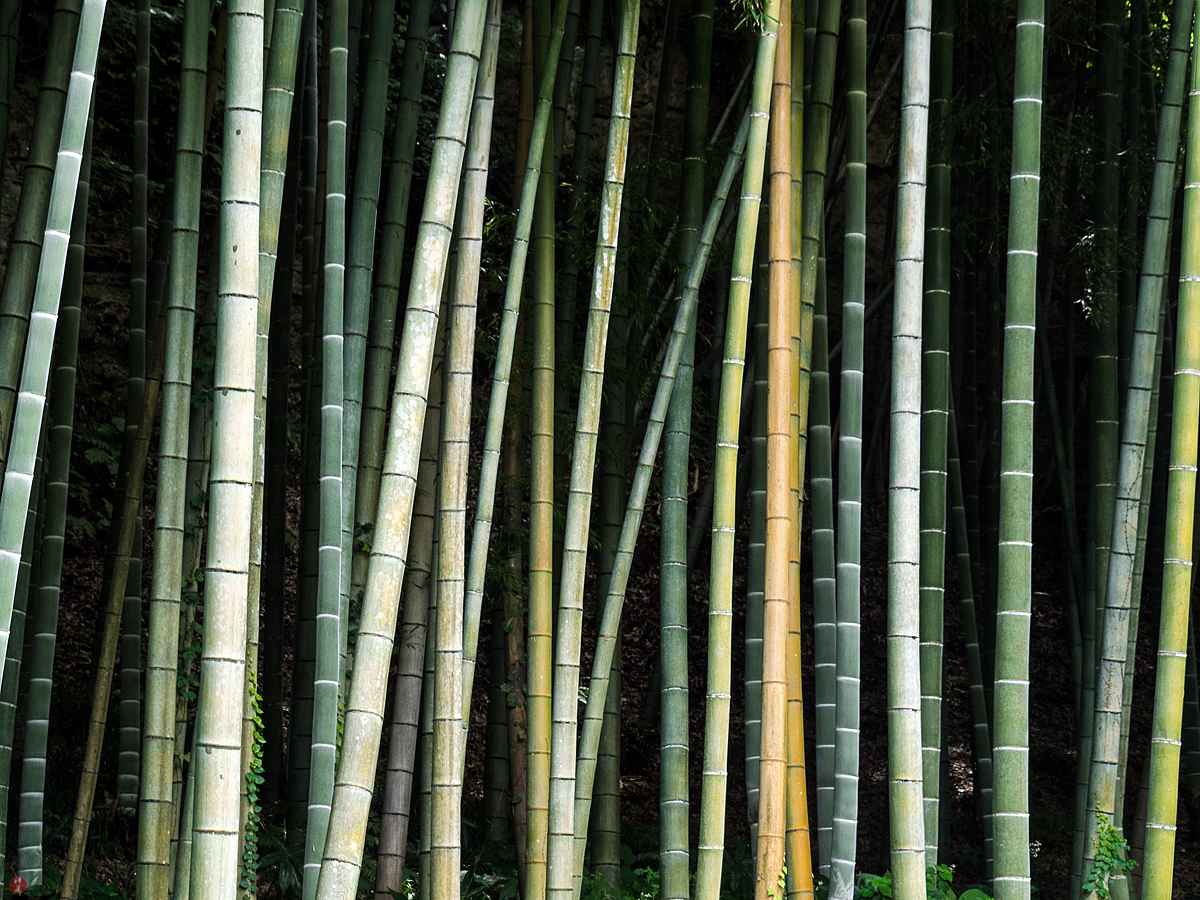 FROM THE GARDEN OF ZEN 2017