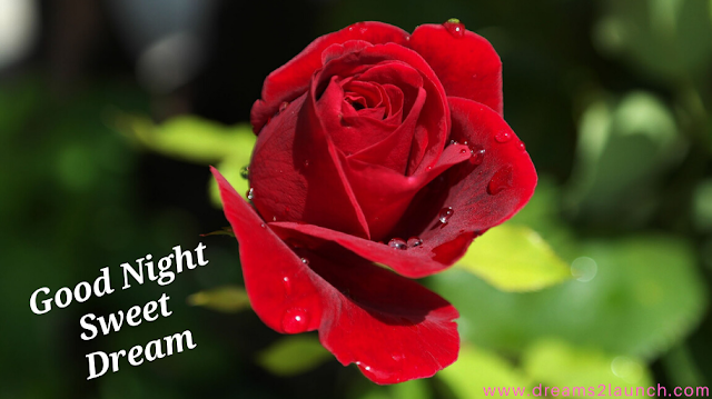 cute good night images cute good night images