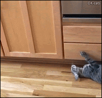 Crazy Cat GIF • When your cat suddenly goes wild in the kitchen, haha