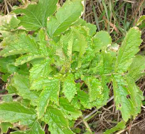 amicidellortodue: Le Senapi