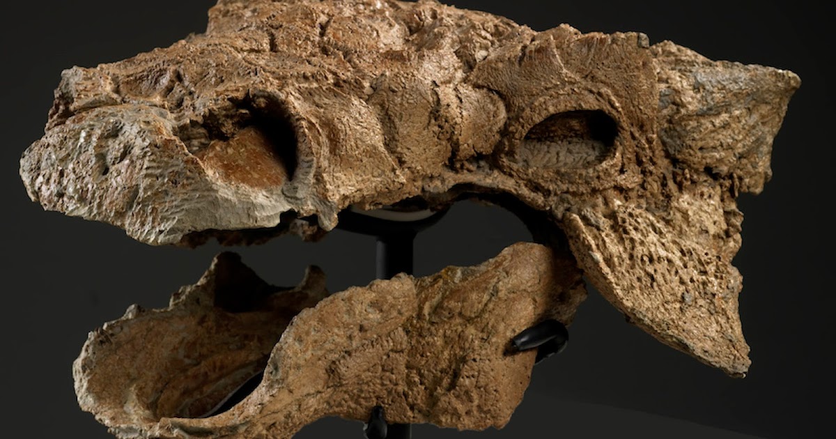New species of armoured dinosaur identified The Archaeology News Network