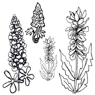 Texana Designs: March 2016 Stamp of the Month - Bluebonnet 2 and