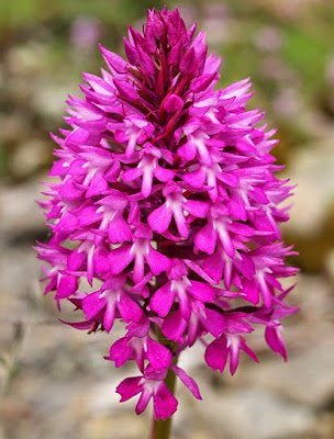 Orquídea piramidal (Anacamptis piramidalis)