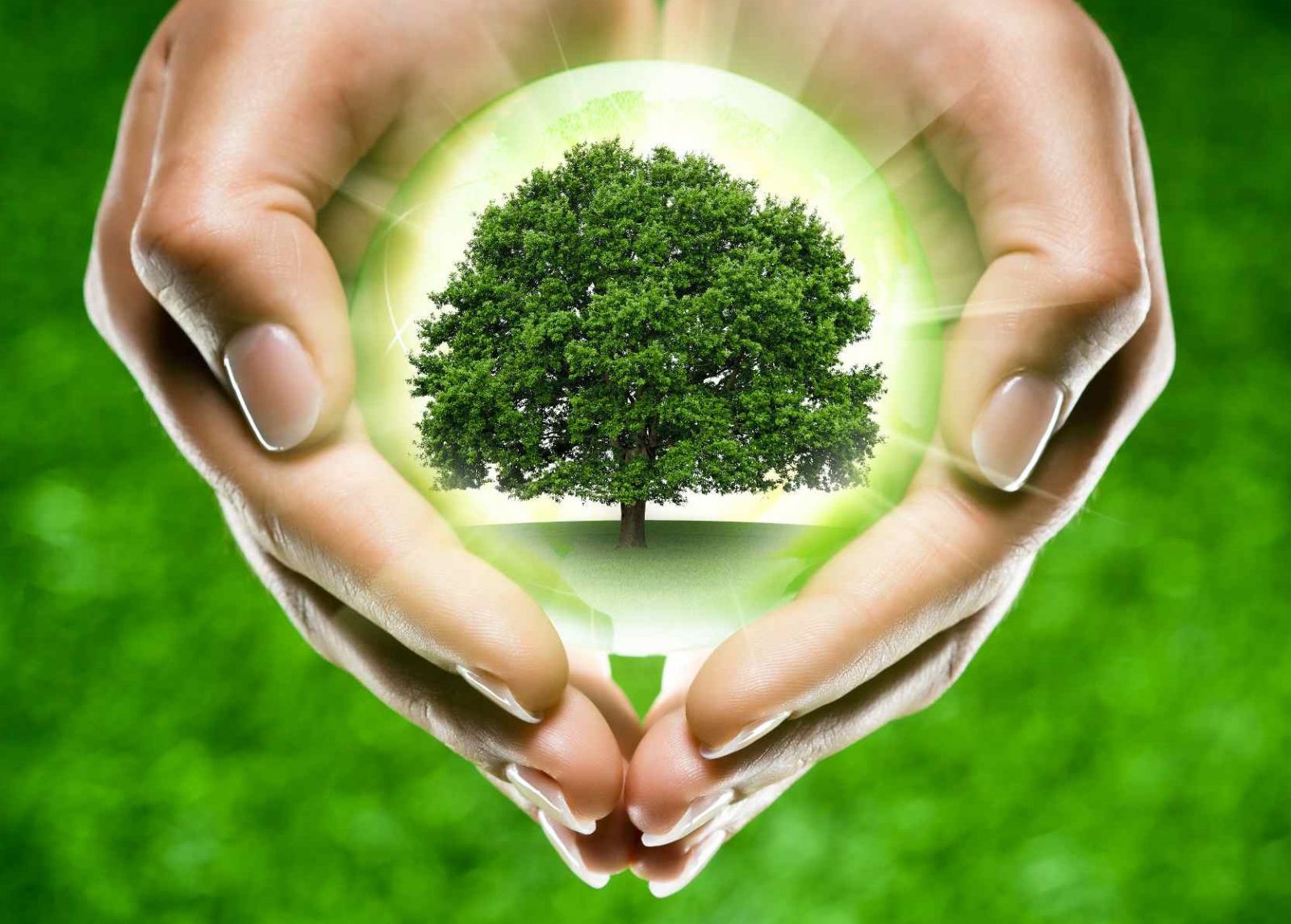 Экология здоровый образ жизни. Экология. Дерево экология. Чистая экология. Защита природы.