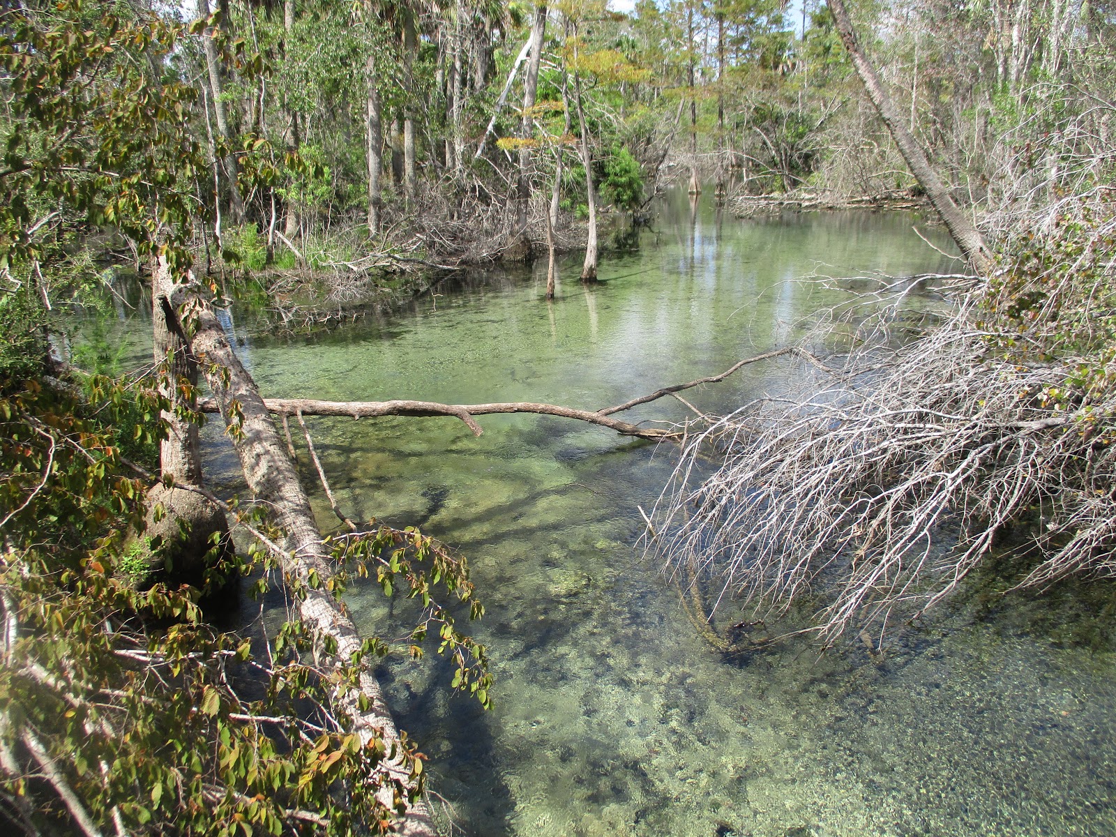 Dave's Yak Tales Chipola River, Econfina Creek, Holmes Creek