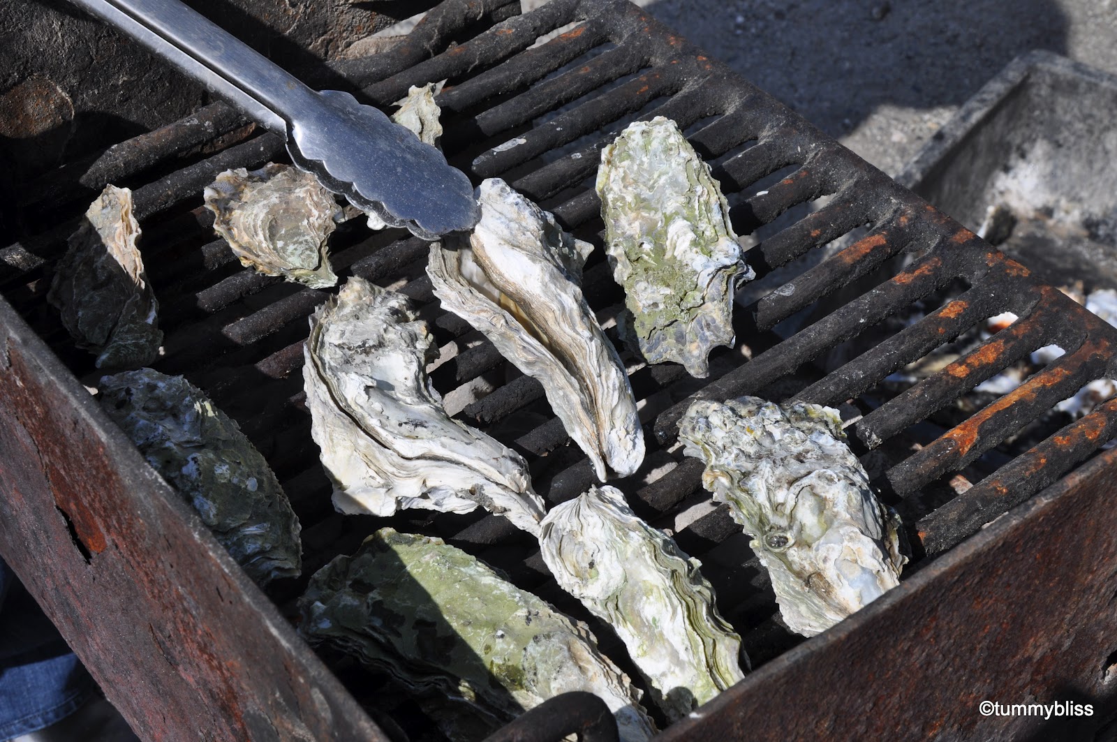 to devour... Tomales Bay Oyster Farm