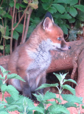 Photo of a red fox cub, sitting and looking to the right, in front of tree root