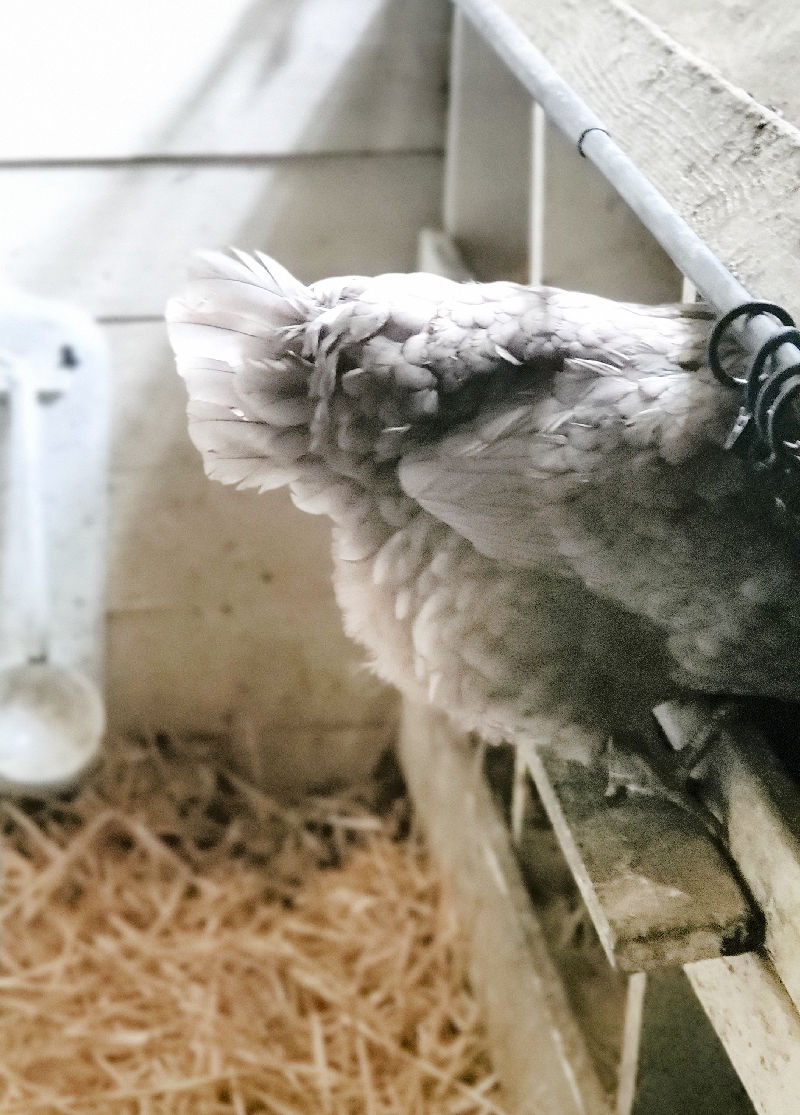 Understanding The Chicken Egg Song Fresh Eggs Daily® with Lisa Steele