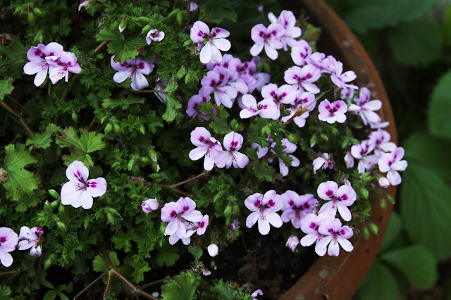 scented geraniums, container gardening, pelargoniums, flowers, gardens, Anne Butera, My Giant Strawberry