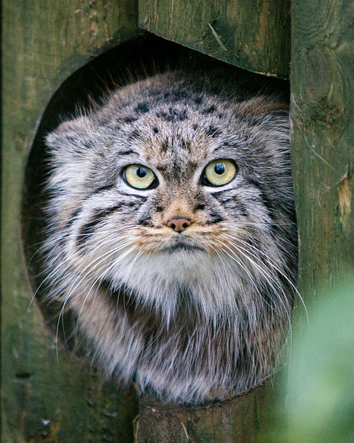 The Cuddlywumps Cat Chronicles Meet The Manul A Rare Wild Cat Of