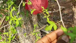   bilva leaves, 5 leaf bilva patra, bilva leaves for lord shiva, vilva leaf in tamil, bilva tree at home, bilva leaves in hindi, bilva leaves in telugu, bilva tree images, 4 leaf bilva patra