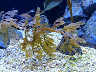Dragon de mer feuillu - Hippocampe feuille - Phycodurus eques Dragon de mer feuillu - Hippocampe feuille - Phycodurus eques