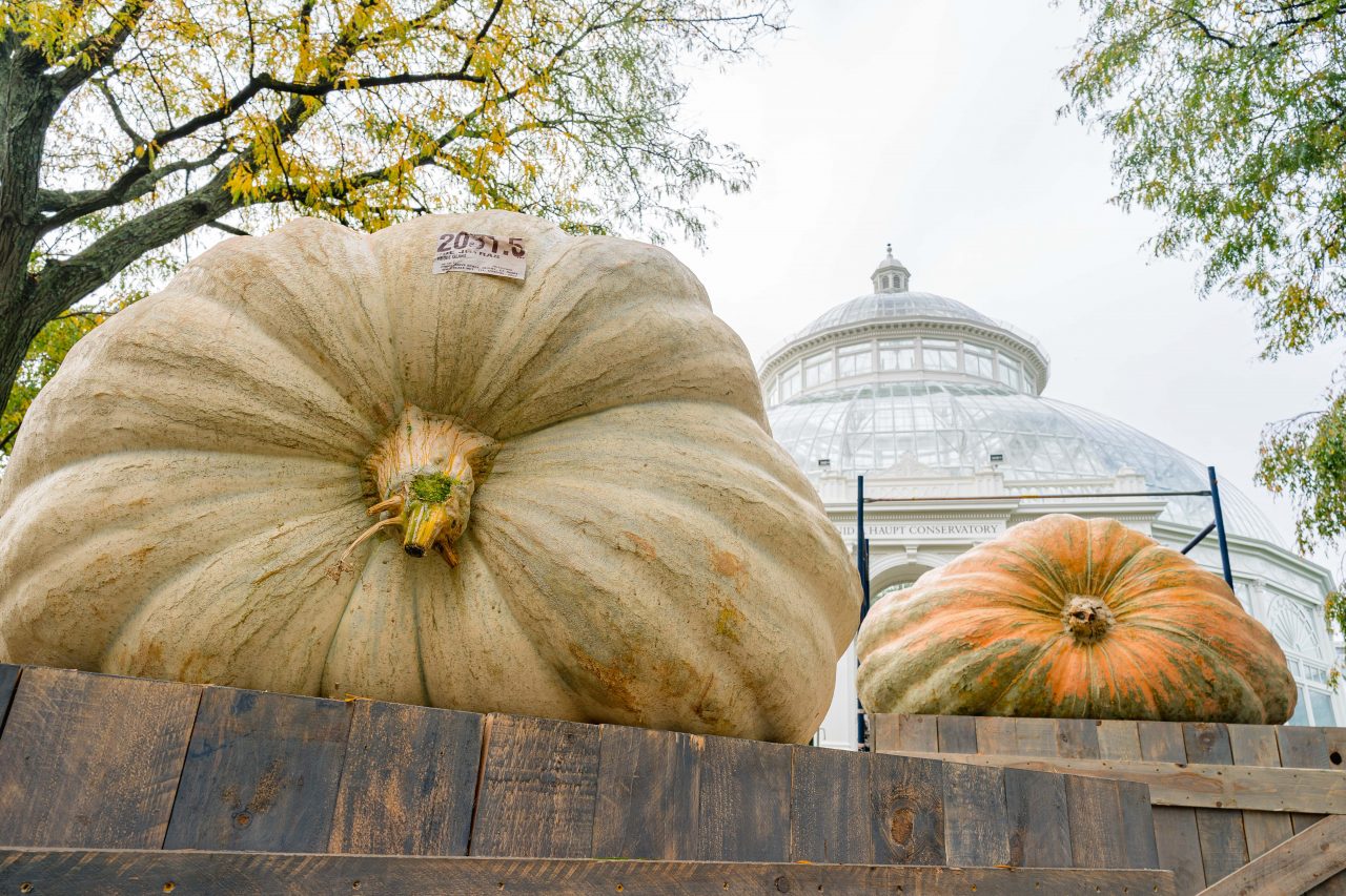 Plétora de calabazas en el Botánico de Nueva York: Las calabazas más