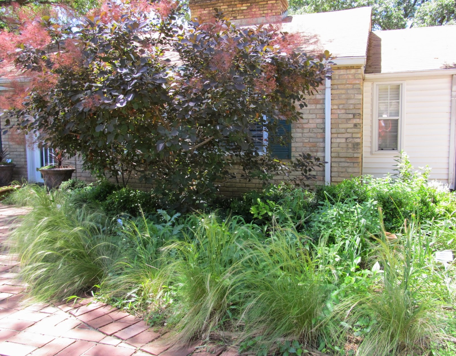 Rock Oak Deer Inside Austin Gardens Tour 2017 The Ken And Robin Robin S Love Of Plants Developed From Years In The Nursery Business Stands Out Start With A Large Cotinus Or Smoke Tree At Peak Bloom Commanding