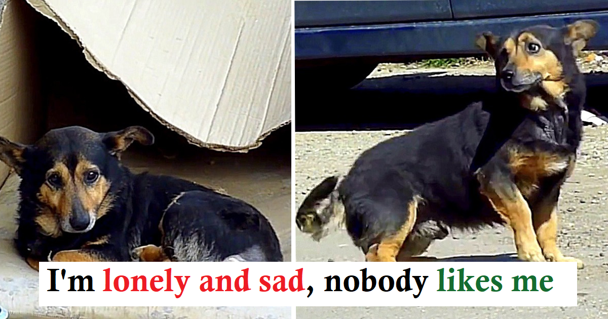 Dumped Dog Runs Around Busy Streets And Begs For Someone To Spare Him A