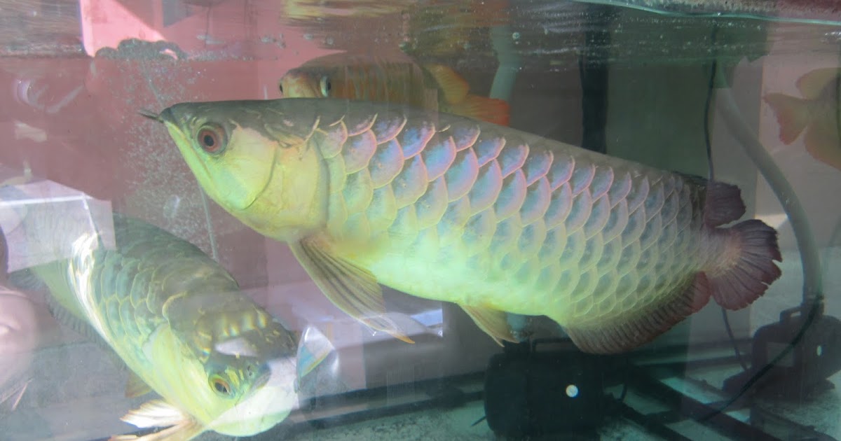 Arowana Keeping & Breeding in Aquarium Blue Base Arowana Growth Record