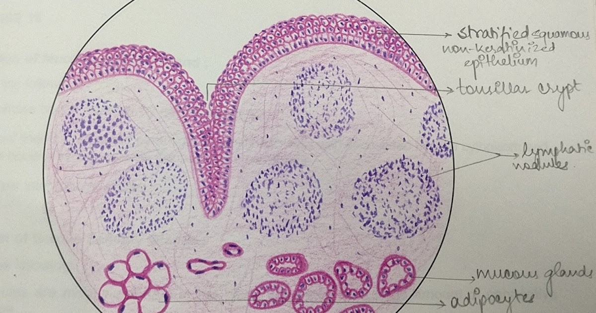 Tonsil Histology Labeled