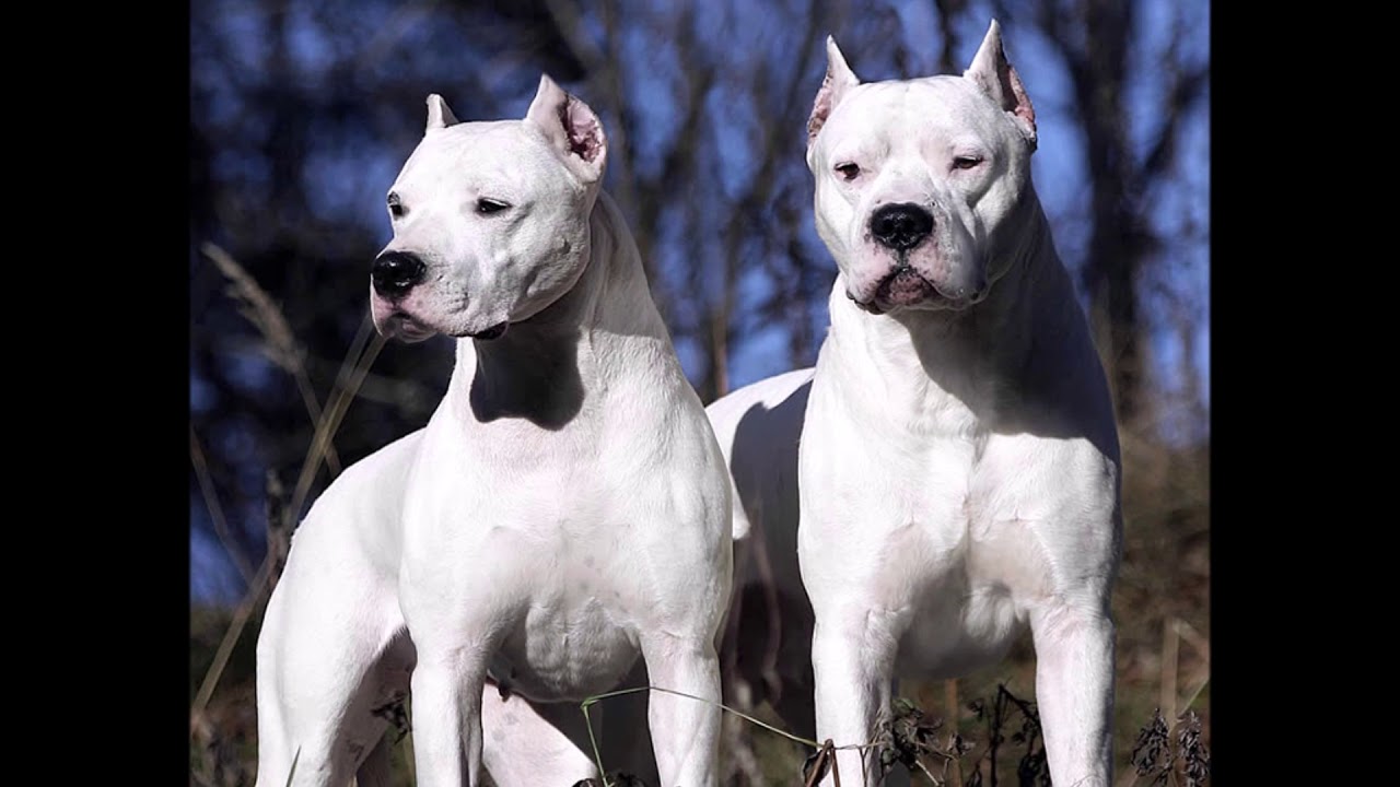 dog pitbull dogo argentino