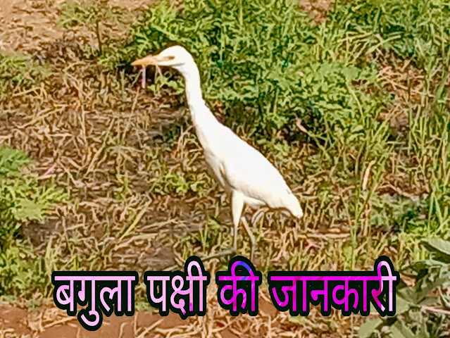 Heron Bird Interesting Facts In Hindi