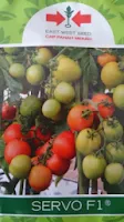 jual bibit tomat, servo f1, cap panah merah, benih east west seed, manfaat tomat, buah tomat, jual benih tomat, toko online, toko pertanian, lmga agro