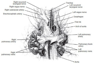 Pulmonary Embolism anatomy