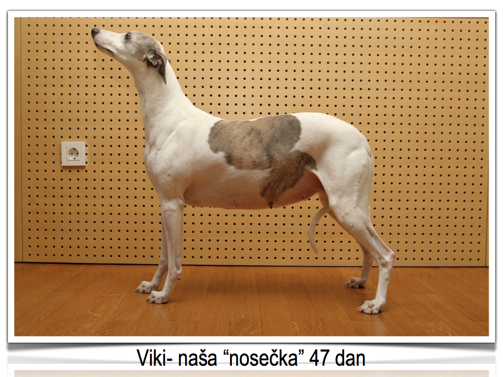 Whippet kennel Tenderline Nosečka Viki