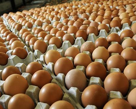 Cara Sukses Menjalankan Grosir Telur Ayam Distributor Telur Makassar Usaha Agen Telur Supplier Telur Di Makassar Grosir Telur Ayam