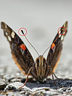 Butterflu antennae (public domain photo)