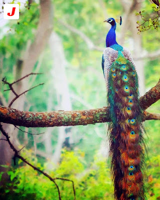 Peacock in Betla National park , Betla tourism , Jharkhand tourism , jharkhandblogs
