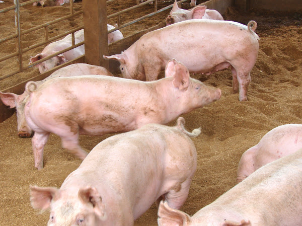 pig farming, pig farming business, commercial pig farming, commercial pig farming business, pig farming in Kenya