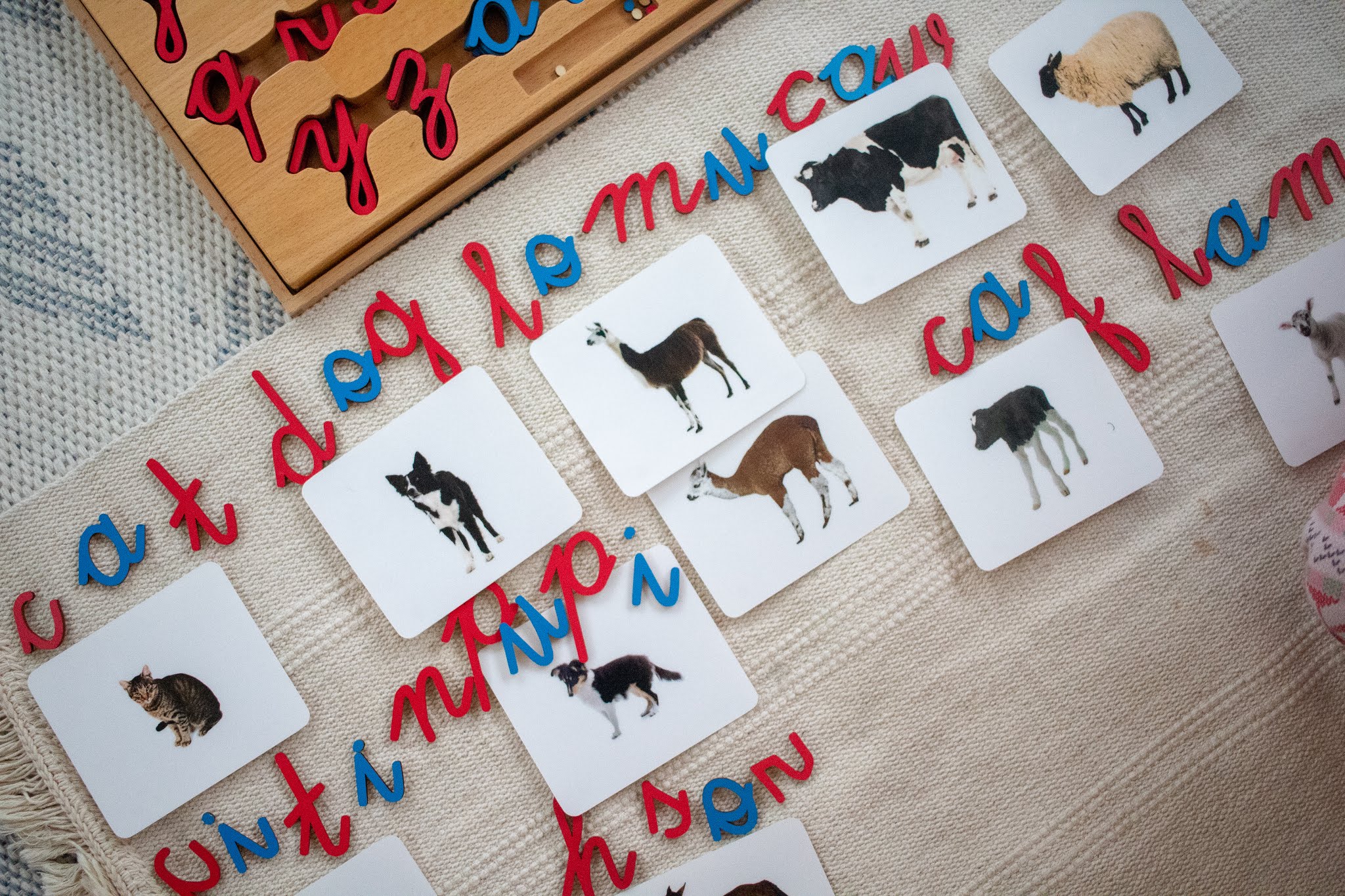 Close up of moveable alphabet in box in Montessori home. A young child has used the letters to spell animal words as they learn to write and read using Montessori.