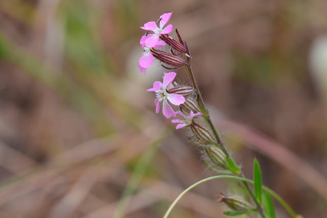 Silene dioica Silene dioica