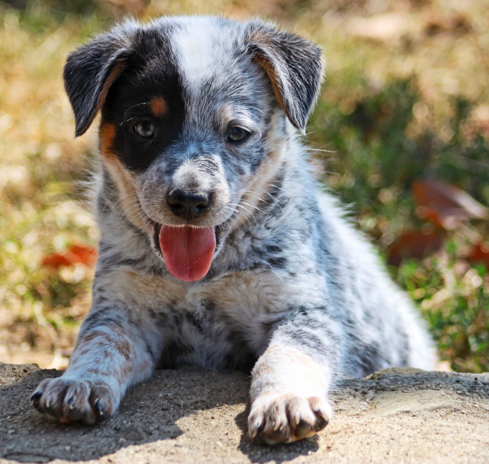 Queensland Heeler Puppy Dogs For Sale in Ventura County, Southern